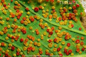 Attēlu rezultāti vaicājumam “Neuroterus albipes”