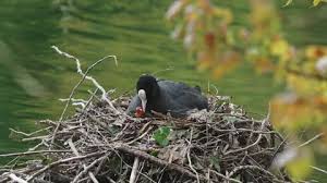 Attēlu rezultāti vaicājumam “Fulica atra nest”