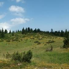 Attēlu rezultāti vaicājumam “Charissa ambiguata”