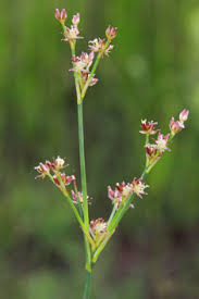 Attēlu rezultāti vaicājumam “Juncus capitatus fruit”