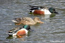 Attēlu rezultāti vaicājumam “Anas clypeata”