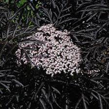 Attēlu rezultāti vaicājumam “Sambucus nigra flower”