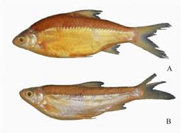 Image result for Cyprinus multitaeniatus