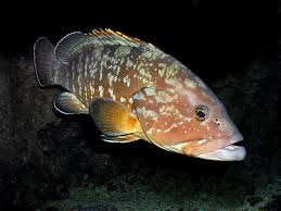 Image result for Epinephelus andersoni