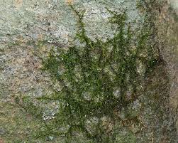 Attēlu rezultāti vaicājumam “Hygroamblystegium tenax”