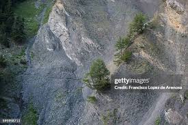 Attēlu rezultāti vaicājumam “Cardaminopsis arenosa bud”