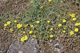 Attēlu rezultāti vaicājumam “Potentilla arenaria flower”