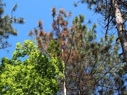 Attēlu rezultāti vaicājumam “Diderma rufostriatum sessile”