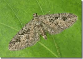 Attēlu rezultāti vaicājumam “Eupithecia pusillata”