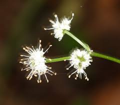 Attēlu rezultāti vaicājumam “Sanicula europaea bud”