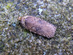 Attēlu rezultāti vaicājumam “Agonopterix ciliella imago”