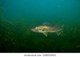 Image result for Sander vitreus