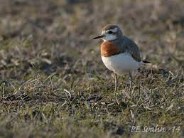 Image result for Charadrius asiaticus
