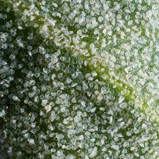 Attēlu rezultāti vaicājumam “Atriplex calotheca leaf”