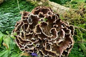 Image result for Podoscypha multizonata