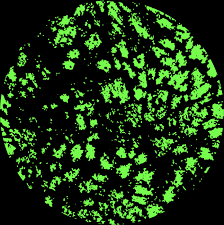 Image result for Team Outrageous