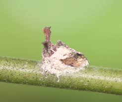 Attēlu rezultāti vaicājumam “Amaurochaete fusiformis macro”