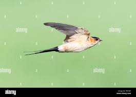 Image result for Cecropis daurica