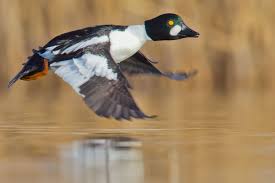 Attēlu rezultāti vaicājumam “Bucephala clangula”