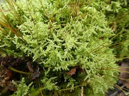 Attēlu rezultāti vaicājumam “Hypnum jutlandicum”