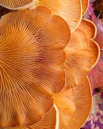 Attēlu rezultāti vaicājumam “Phyllotopsis nidulans”