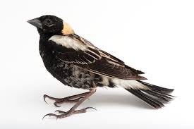 Image result for Dolichonyx oryzivorus