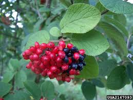 Attēlu rezultāti vaicājumam “Viburnum lantana”