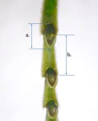 Attēlu rezultāti vaicājumam “Rhogogaster picta”