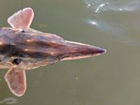 Image result for Acipenser oxyrinchus oxyrinchus