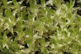 Attēlu rezultāti vaicājumam “Bryum pseudotriquetrum”
