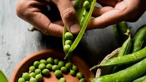 Image result for Erbsen