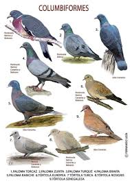 Attēlu rezultāti vaicājumam “Columbiformes”