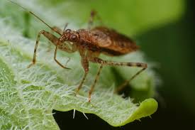 Attēlu rezultāti vaicājumam “Nabidae”