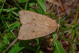 Attēlu rezultāti vaicājumam “Enargia paleacea”