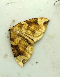 Attēlu rezultāti vaicājumam “Eulithis sp.”