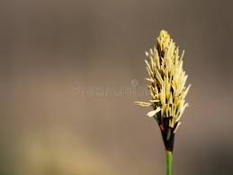 Attēlu rezultāti vaicājumam “Carex pilosa”