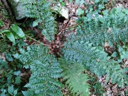 Attēlu rezultāti vaicājumam “Polystichum braunii”