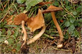 Attēlu rezultāti vaicājumam “Inocybe lanuginosa”