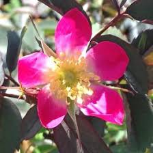 Attēlu rezultāti vaicājumam “Rosa glauca leaf”