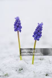 Attēlu rezultāti vaicājumam “Muscari botryoides”