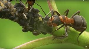 Attēlu rezultāti vaicājumam “Formica rufa imago”