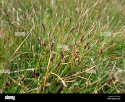 Attēlu rezultāti vaicājumam “Eleocharis uniglumis”