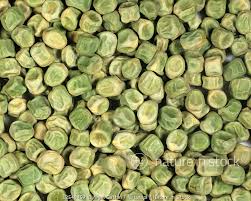 Attēlu rezultāti vaicājumam “Pisum sativum fruit”