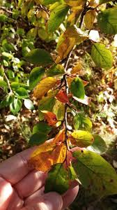 Attēlu rezultāti vaicājumam “Cotoneaster multiflorus leaf”