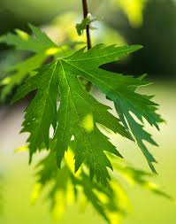 Attēlu rezultāti vaicājumam “Acer saccharinum leaf”