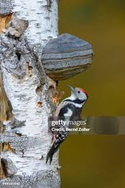 Attēlu rezultāti vaicājumam “Dendrocopos medius”