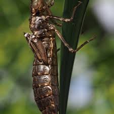 Attēlu rezultāti vaicājumam “exuvia”