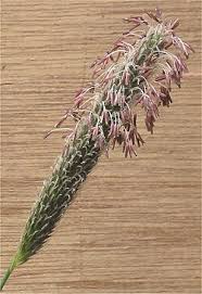 Attēlu rezultāti vaicājumam “Alopecurus pratensis flower”