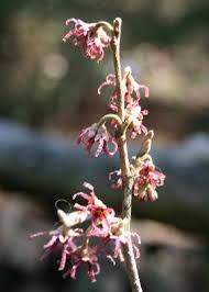 Attēlu rezultāti vaicājumam “Hamamelis vernalis flower”