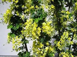 Image result for Laburnum anagyroides
